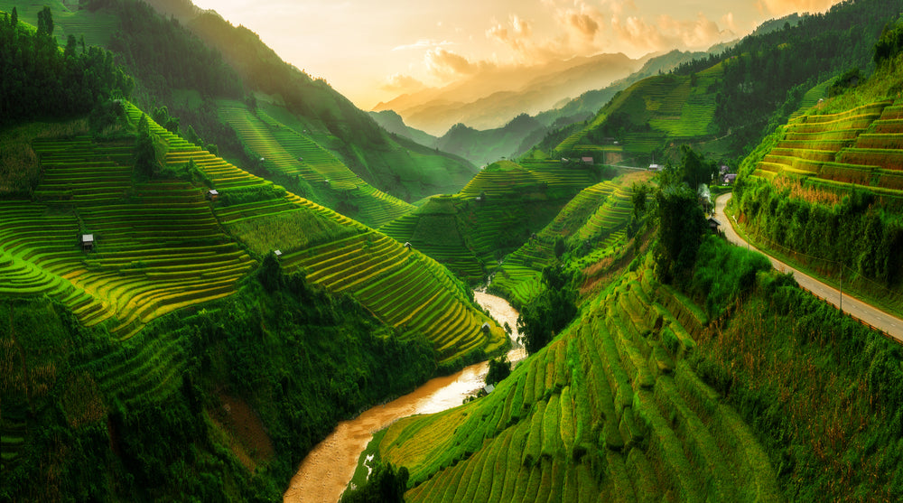 Wallpaper Murals Peel and Stick Removable Mu Cang Chai Rice Field Landscape in Vietnam High Quality