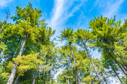 Pine Trees with Under Blue Sky Photograph Print 100% Australian Made