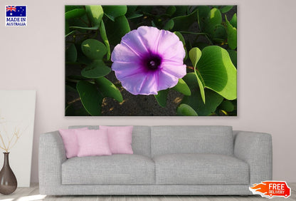 Beach Pink Moonflower Closeup Photograph Print 100% Australian Made