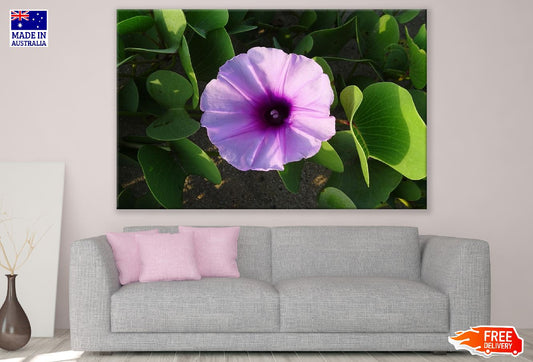 Beach Pink Moonflower Closeup Photograph Print 100% Australian Made