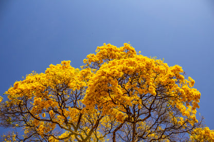 Yellow Autumn Tree Blue Sky View Photograph Print 100% Australian Made