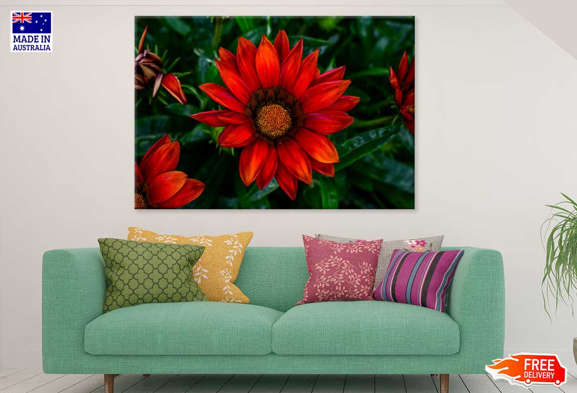 Red Daisy Flower Closeup View Photograph Print 100% Australian Made