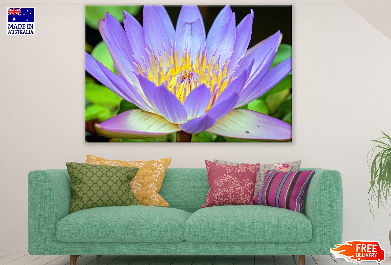 Purple Yellow Lotus Flower Closeup Photograph Print 100% Australian Made