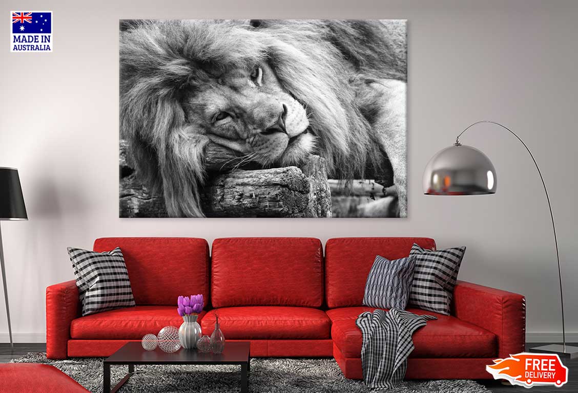 Laying Lion B&W View Photograph Print 100% Australian Made