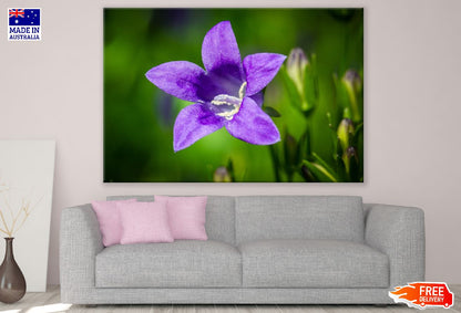 Purple Bell Flower Closeup Photograph Print 100% Australian Made