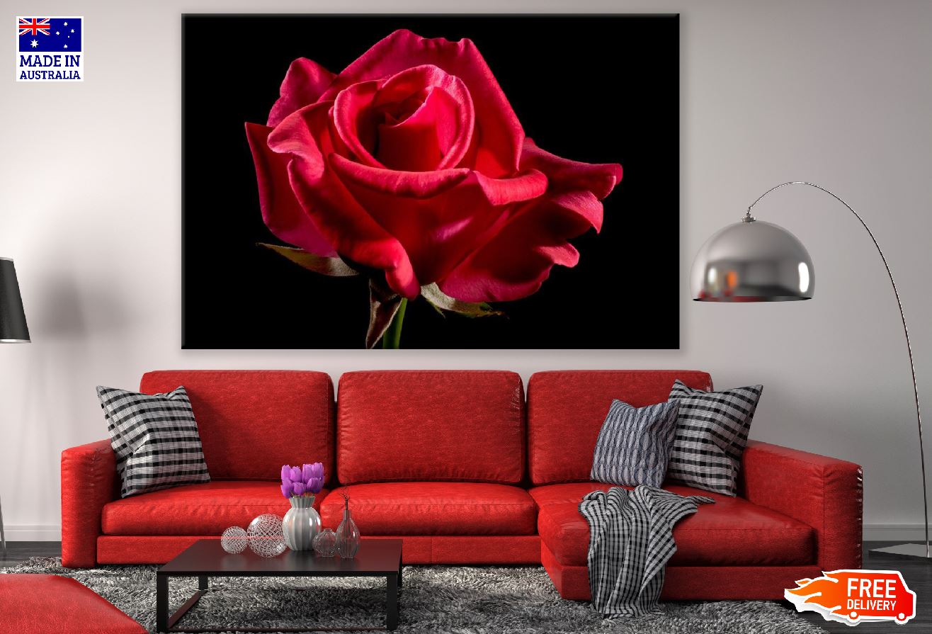 Red Rose Closeup Photograph Print 100% Australian Made
