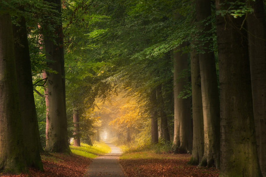 Forest Pathway & Big Green Trees Photograph Print 100% Australian Made