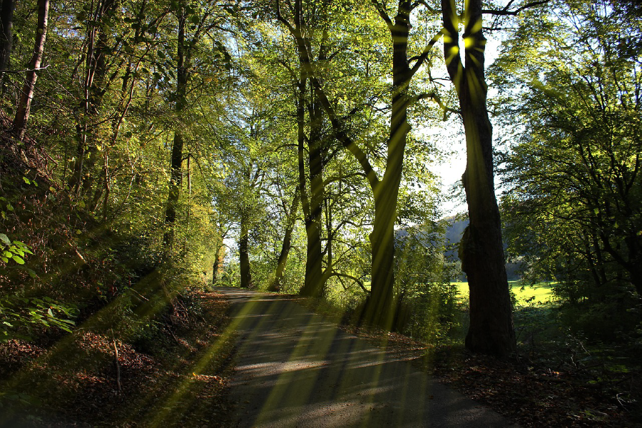 Road in Forest & Sunrays Photograph Print 100% Australian Made