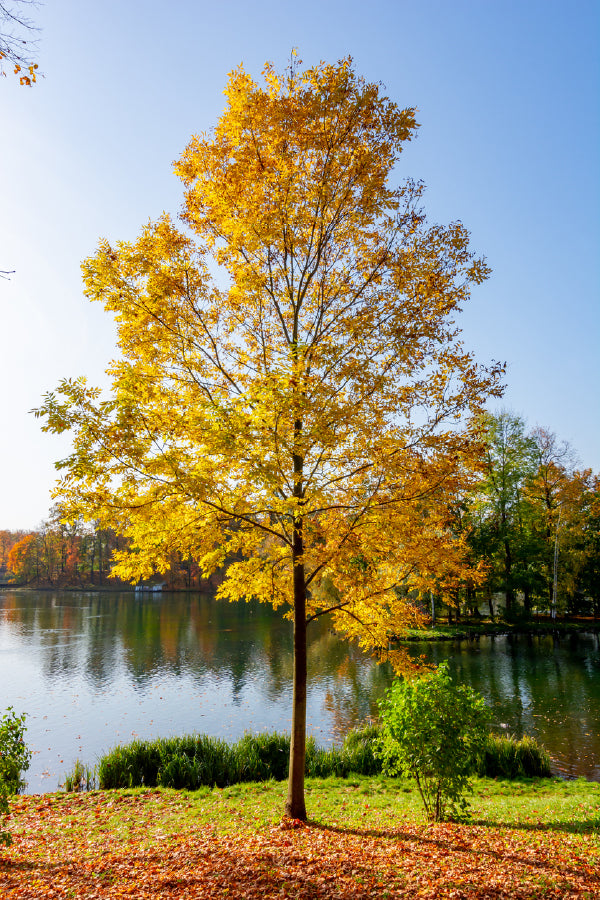 Yellow Autumn Tree near Lake View Photograph Print 100% Australian Made