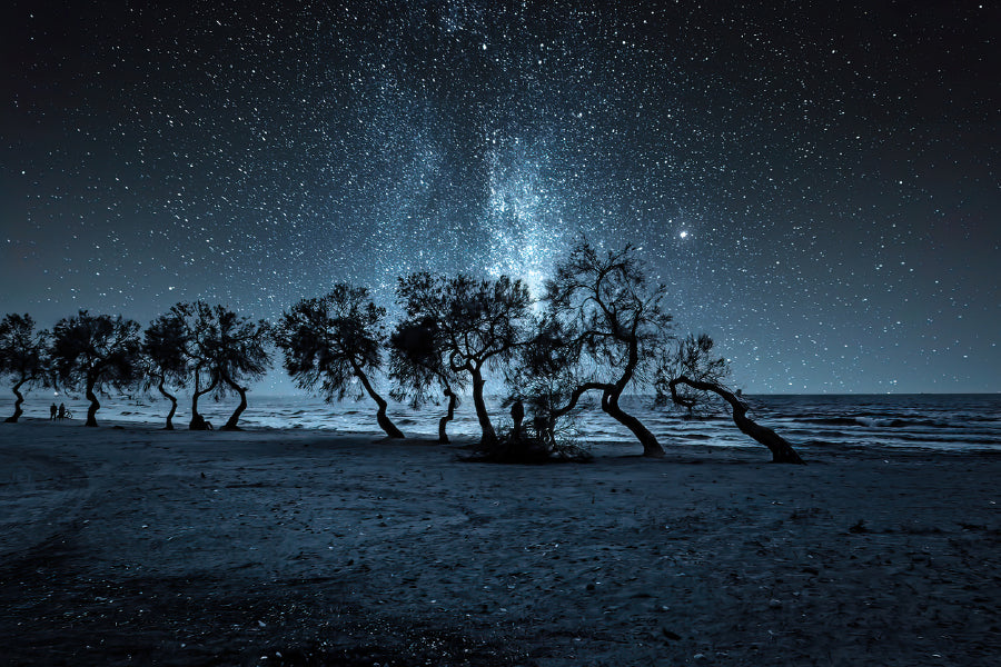 Trees Silhouette Near Sea Night View Photograph Print 100% Australian Made