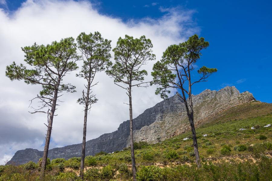 Large Trees on Table Mountain View Photograph Print 100% Australian Made