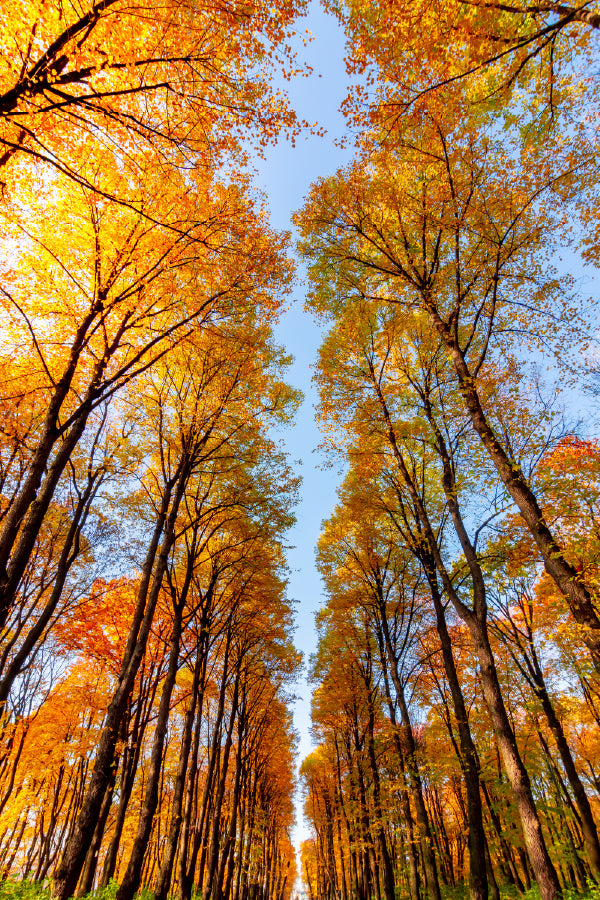 Autumn Trees in Nami Island Korea Photograph Print 100% Australian Made