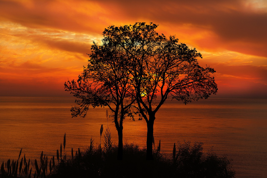 Trees Near Sea Sunset Photograph Print 100% Australian Made