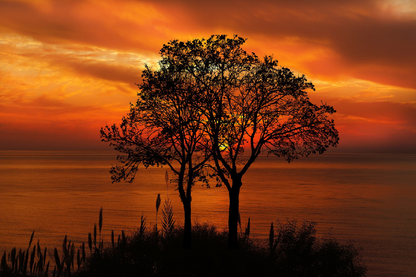 Trees Near Sea Sunset Photograph Print 100% Australian Made