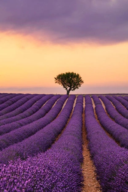 Purple Blooming Lavender Field Of Provence Print 100% Australian Made