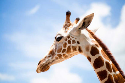 Bella Home Giraffe Closeup View & Blue Sky Print Canvas Ready to hang