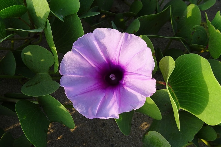 Beach Pink Moonflower Closeup Photograph Print 100% Australian Made