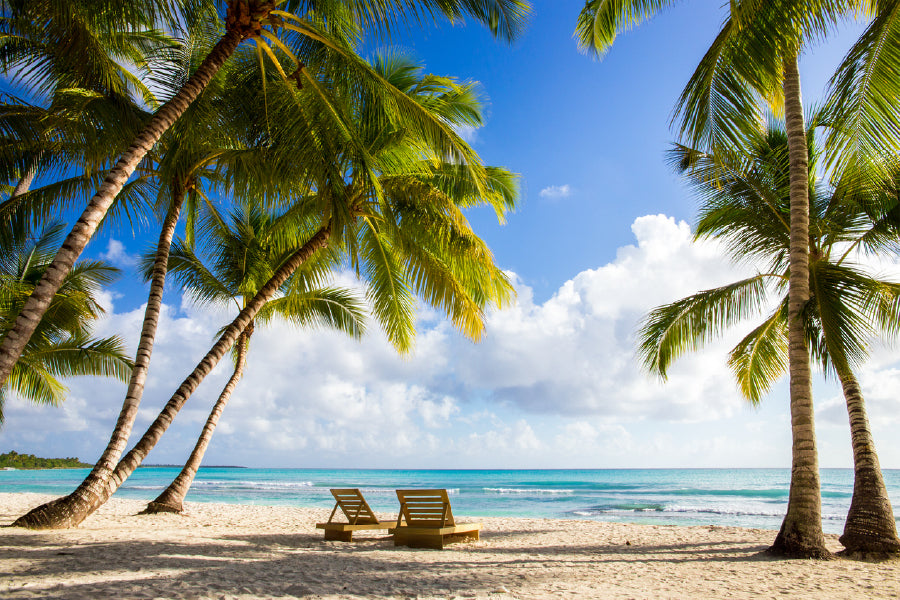 Palm Trees Near Beach Photograph Print 100% Australian Made