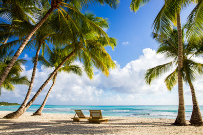 Palm Trees Near Beach Photograph Print 100% Australian Made