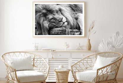 Laying Lion B&W View Photograph Home Decor Premium Quality Poster Print Choose Your Sizes