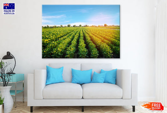 Potato Plantation Grow Field View Photograph Print 100% Australian Made