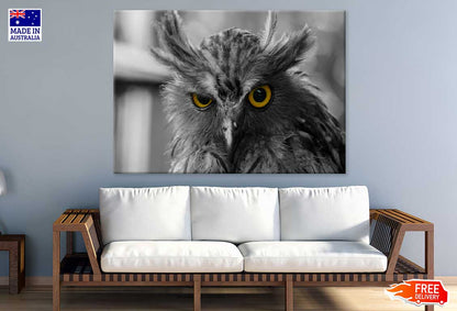 Yellow Eyed Owl B&W Photograph Print 100% Australian Made