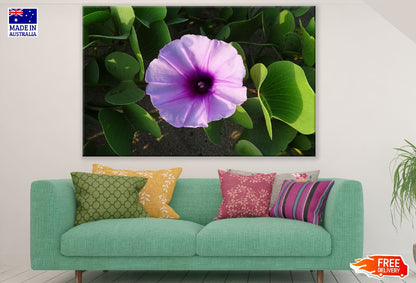 Beach Pink Moonflower Closeup Photograph Print 100% Australian Made