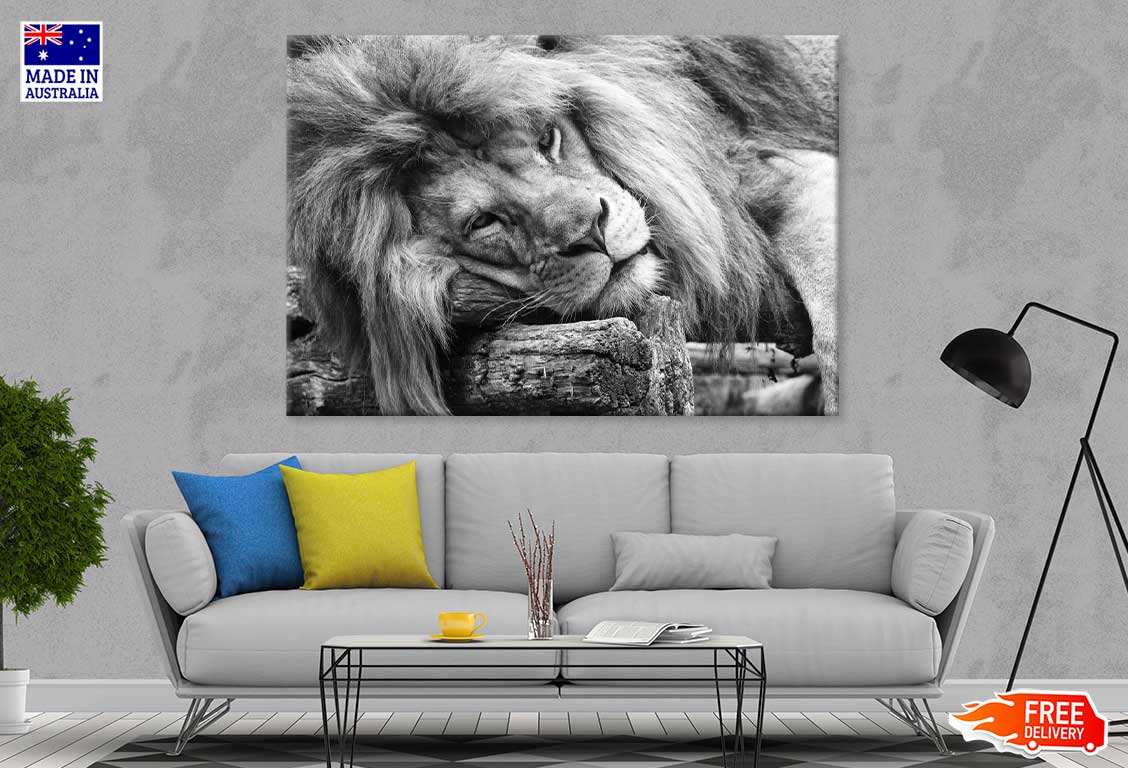 Laying Lion B&W View Photograph Print 100% Australian Made