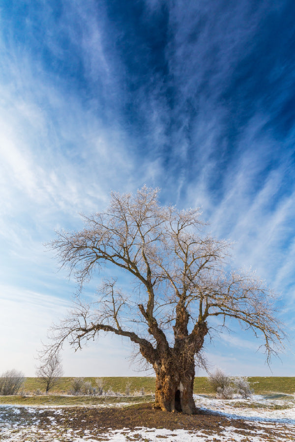 Leafless Tree on Snow Field View Photograph Print 100% Australian Made