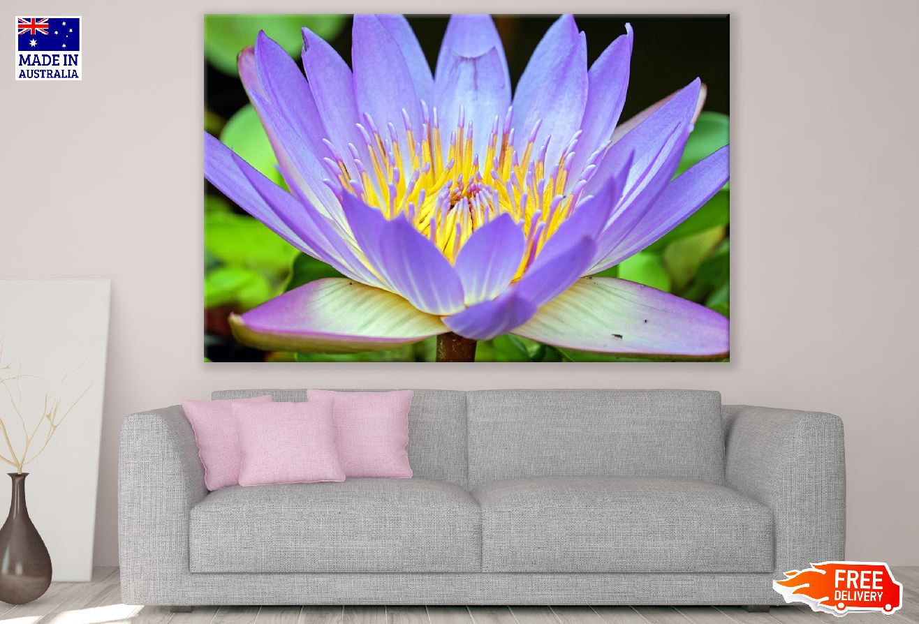 Purple Yellow Lotus Flower Closeup Photograph Print 100% Australian Made