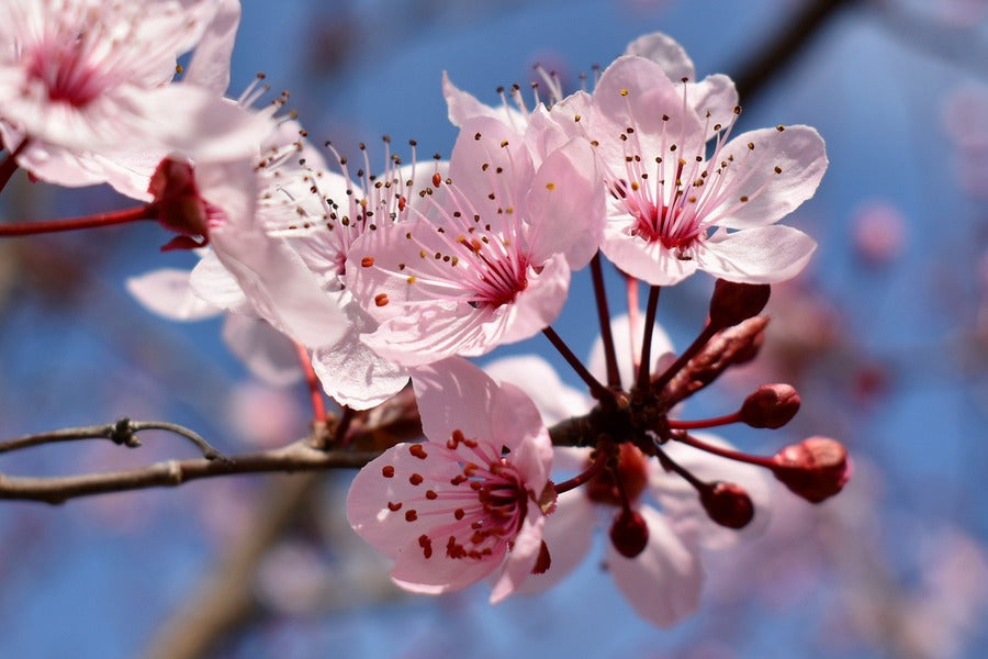 Cherry Blossom Flowers View Photograph Print 100% Australian Made
