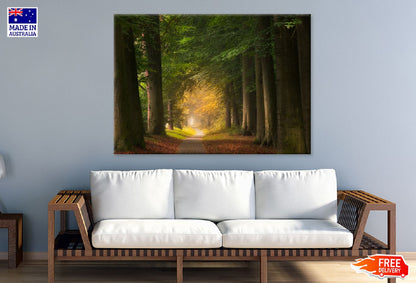 Forest Pathway & Big Green Trees Photograph Print 100% Australian Made