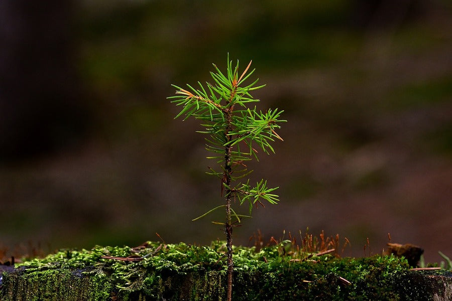 Larch Tree View Photograph Print 100% Australian Made