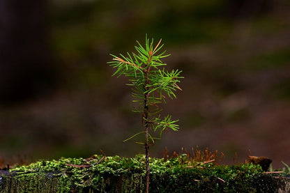 Larch Tree View Photograph Print 100% Australian Made