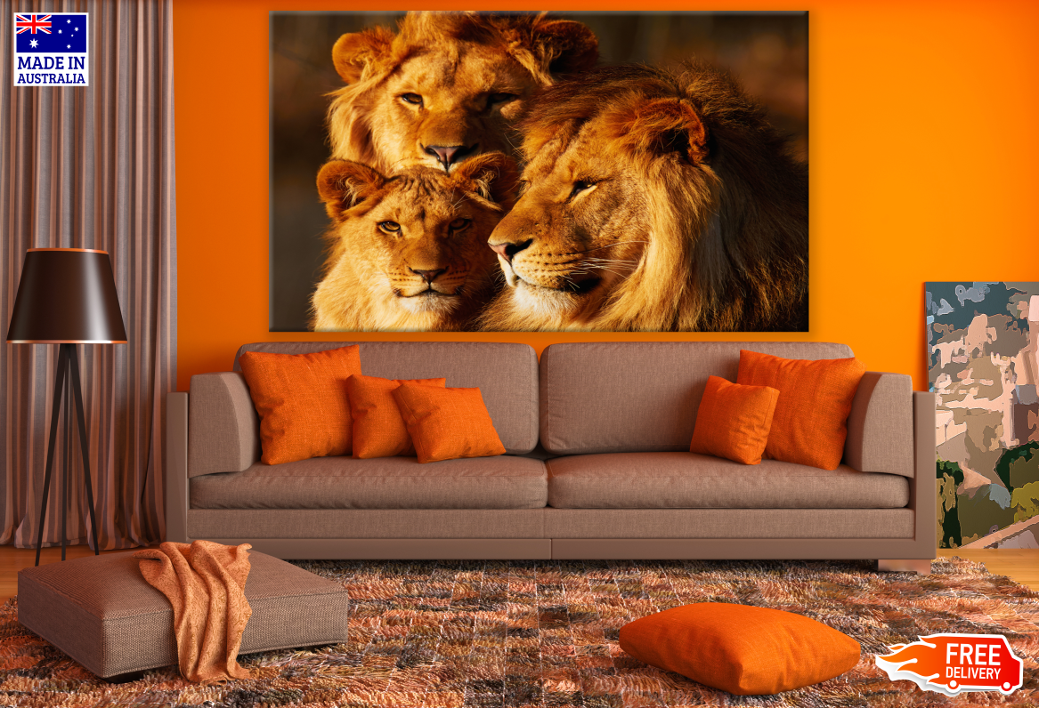 Lions & Lioness Portrait Photograph Sunset Print 100% Australian Made