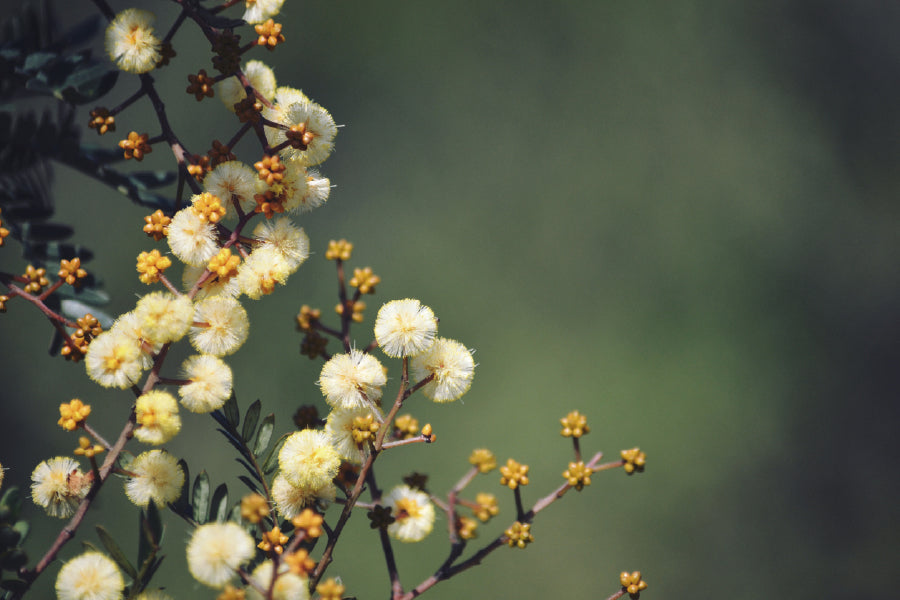 White Blossom Flowers Photograph Print 100% Australian Made