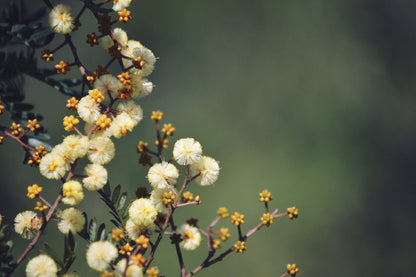 White Blossom Flowers Photograph Print 100% Australian Made