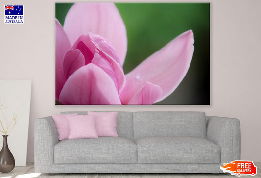 Pink Magnolia Flower Petals Closeup Photograph Print 100% Australian Made
