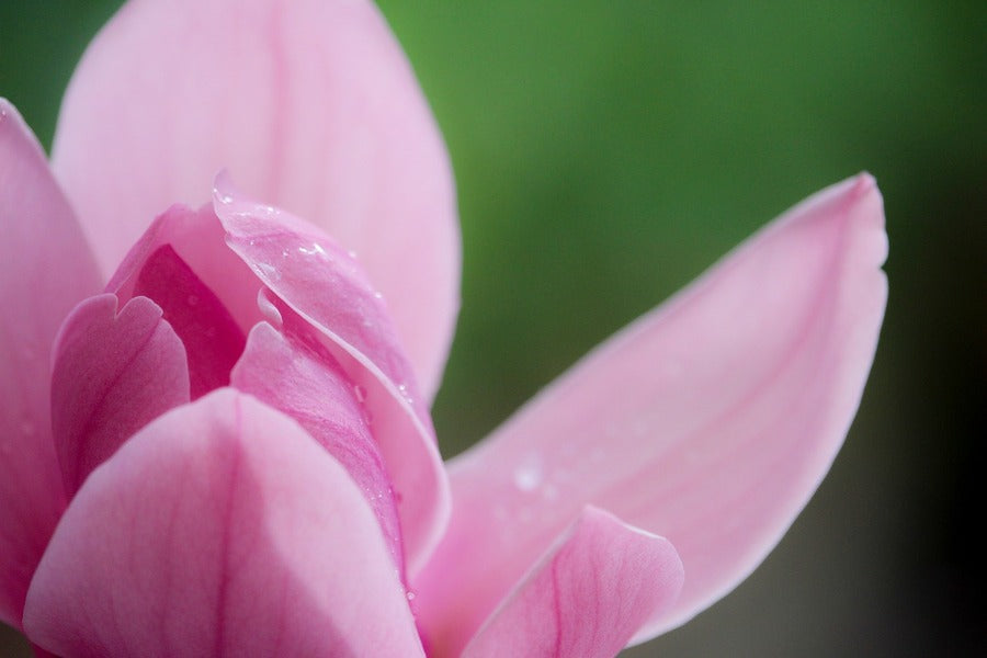 Pink Magnolia Flower Petals Closeup Photograph Print 100% Australian Made