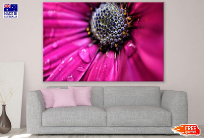 Pink Marguerite Closeup Macro Photograph Print 100% Australian Made