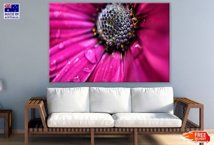 Pink Marguerite Closeup Macro Photograph Print 100% Australian Made