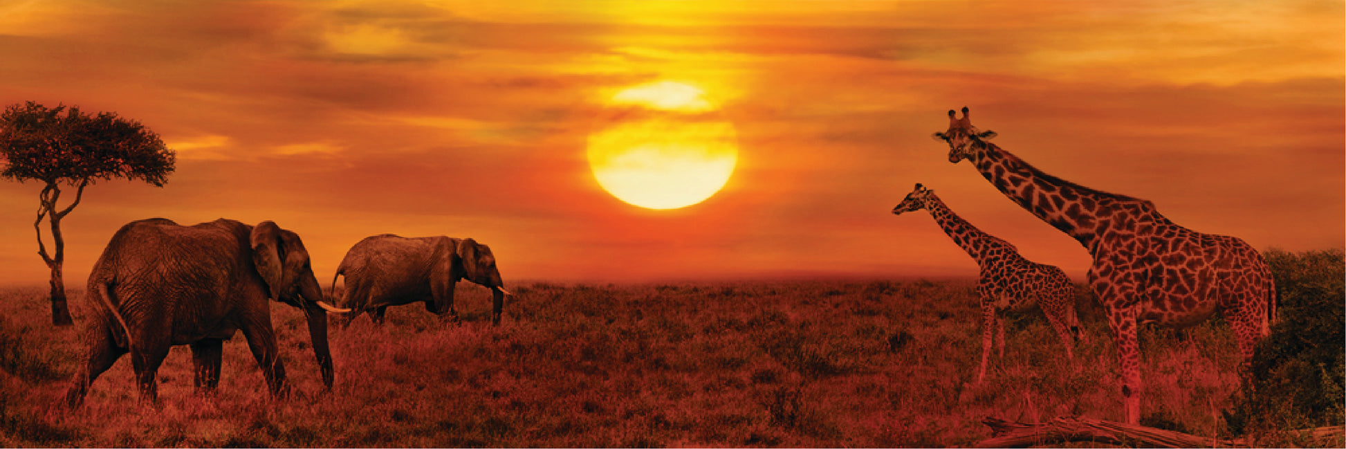 Panoramic Canvas Elephants & Giraffes Walking in Sunset High Quality 100% Australian made wall Canvas Print ready to hang