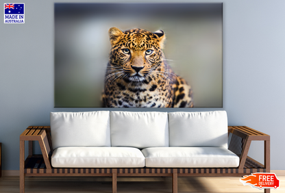 Leopard Portrait Photograph Print 100% Australian Made