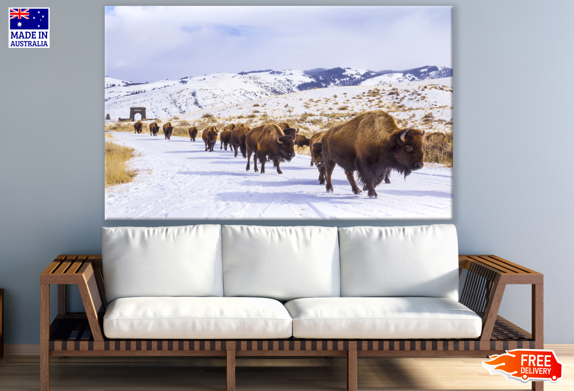 Bison Herd Walking in Snow Photograph Print 100% Australian Made