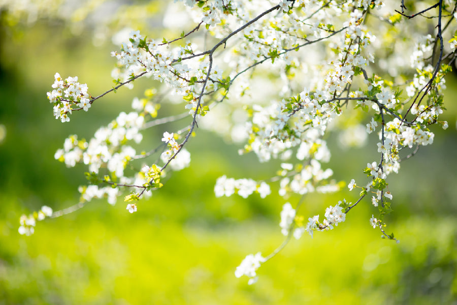 White Blossom Tree Flowers View Photograph Print 100% Australian Made