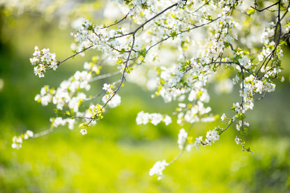 White Blossom Tree Flowers View Photograph Print 100% Australian Made