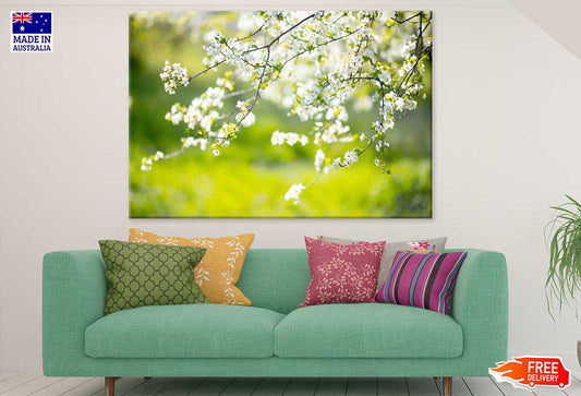 White Blossom Tree Flowers View Photograph Print 100% Australian Made