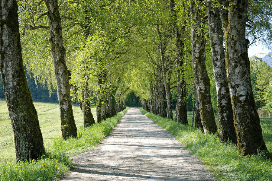 Pathway Between Trees Photograph Print 100% Australian Made