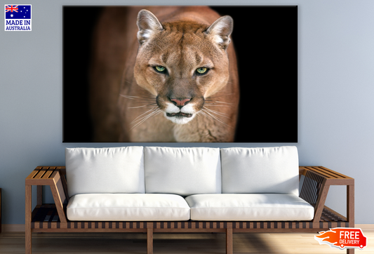 Puma in Black Background Photograph Print 100% Australian Made