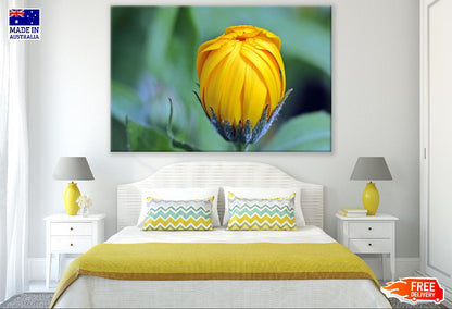 Marigold Calendula Bud Closeup Photograph Print 100% Australian Made
